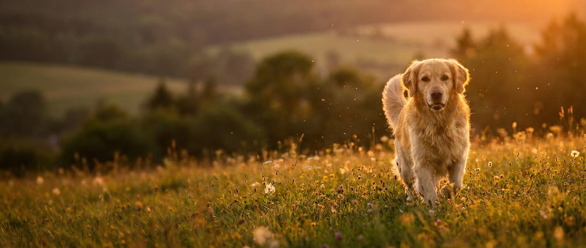 抖阴动物视频社区